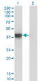 DNA Fragmentation Factor Subunit Alpha antibody, LS-C197044, Lifespan Biosciences, Western Blot image 