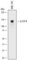 Colony Stimulating Factor 3 Receptor antibody, MAB3811, R&D Systems, Western Blot image 