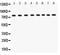 Minichromosome Maintenance Complex Component 7 antibody, PB9261, Boster Biological Technology, Western Blot image 