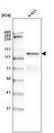 Laminin Subunit Gamma 2 antibody, MA5-24646, Invitrogen Antibodies, Western Blot image 