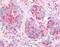 Kinase Insert Domain Receptor antibody, TA341130, Origene, Immunohistochemistry paraffin image 