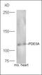 Axin 1 antibody, orb13266, Biorbyt, Western Blot image 
