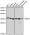 MNAT1 Component Of CDK Activating Kinase antibody, 18-384, ProSci, Western Blot image 