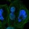 Zinc Finger Protein 74 antibody, HPA003354, Atlas Antibodies, Immunocytochemistry image 