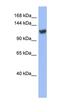 Zinc Finger Protein 423 antibody, orb330043, Biorbyt, Western Blot image 