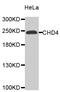 Chromodomain Helicase DNA Binding Protein 4 antibody, MBS127434, MyBioSource, Western Blot image 