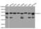 Histone Deacetylase 2 antibody, abx001696, Abbexa, Western Blot image 