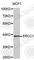 ERCC Excision Repair 1, Endonuclease Non-Catalytic Subunit antibody, A0777, ABclonal Technology, Western Blot image 