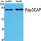 RAP1 GTPase Activating Protein antibody, A03561, Boster Biological Technology, Western Blot image 