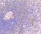 Janus Kinase 3 antibody, A02598-4, Boster Biological Technology, Immunohistochemistry frozen image 