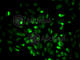 Egl-9 Family Hypoxia Inducible Factor 1 antibody, A1151, ABclonal Technology, Immunofluorescence image 