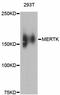 MER Proto-Oncogene, Tyrosine Kinase antibody, abx125366, Abbexa, Western Blot image 
