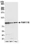 Family With Sequence Similarity 111 Member B antibody, NBP2-78705, Novus Biologicals, Western Blot image 