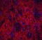 Neuronal Pentraxin 2 antibody, NBP1-76899, Novus Biologicals, Immunofluorescence image 