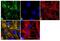 Actin Alpha 2, Smooth Muscle antibody, PA5-16697, Invitrogen Antibodies, Immunofluorescence image 