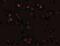 Zinc Finger E-Box Binding Homeobox 2 antibody, NBP1-77179, Novus Biologicals, Immunofluorescence image 