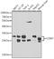 Catechol-O-Methyltransferase antibody, 14-710, ProSci, Western Blot image 