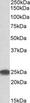 Hyperpolarization Activated Cyclic Nucleotide Gated Potassium Channel 3 antibody, 42-810, ProSci, Enzyme Linked Immunosorbent Assay image 