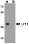 Kruppel Like Factor 17 antibody, A09147, Boster Biological Technology, Western Blot image 