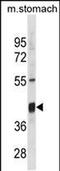 Thioredoxin Interacting Protein antibody, PA5-49279, Invitrogen Antibodies, Western Blot image 