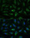 AE Binding Protein 1 antibody, 16-560, ProSci, Immunofluorescence image 