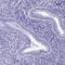 Zona Pellucida Binding Protein 2 antibody, HPA053070, Atlas Antibodies, Immunohistochemistry frozen image 