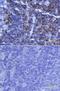 Interleukin 16 antibody, AF-316-PB, R&D Systems, Immunohistochemistry frozen image 