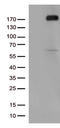 Kinase Insert Domain Receptor antibody, TA802572S, Origene, Western Blot image 