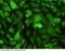 Signal Transducer And Activator Of Transcription 6 antibody, 13190-MM03, Sino Biological, Immunohistochemistry paraffin image 