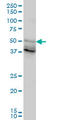 Forkhead Box A2 antibody, LS-B5424, Lifespan Biosciences, Western Blot image 