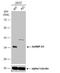 Heterogeneous Nuclear Ribonucleoprotein A1 antibody, NBP1-32161, Novus Biologicals, Western Blot image 