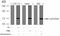 LIM Domain Kinase 1 antibody, PA5-37629, Invitrogen Antibodies, Western Blot image 