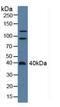 ArfGAP With Dual PH Domains 2 antibody, LS-C374844, Lifespan Biosciences, Western Blot image 