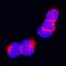 Carboxypeptidase M antibody, AF7457, R&D Systems, Immunofluorescence image 