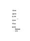 MAP3K7 C-Terminal Like antibody, NBP1-56678, Novus Biologicals, Western Blot image 