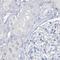 Taxilin Beta antibody, NBP2-33926, Novus Biologicals, Immunohistochemistry frozen image 