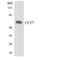 Chaperonin Containing TCP1 Subunit 7 antibody, LS-C291769, Lifespan Biosciences, Western Blot image 