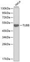 Tubulin antibody, 13-183, ProSci, Western Blot image 