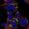 Rho Guanine Nucleotide Exchange Factor 10 Like antibody, NBP1-90432, Novus Biologicals, Immunofluorescence image 