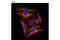 p33 antibody, 6502S, Cell Signaling Technology, Immunocytochemistry image 
