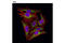 Complement C1q Binding Protein antibody, 6502S, Cell Signaling Technology, Immunocytochemistry image 