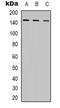 DNA-directed RNA polymerase III subunit RPC1 antibody, LS-C368898, Lifespan Biosciences, Western Blot image 