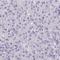 Forkhead Box O4 antibody, HPA040232, Atlas Antibodies, Immunohistochemistry frozen image 