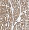 Myosin Light Chain 2 antibody, FNab05519, FineTest, Immunohistochemistry frozen image 