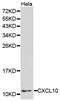 C-X-C Motif Chemokine Ligand 10 antibody, MBS126809, MyBioSource, Western Blot image 