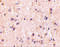 Immunity Related GTPase M antibody, 4545, ProSci, Immunohistochemistry paraffin image 