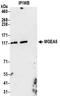 O-GlcNAcase antibody, NBP2-32233, Novus Biologicals, Immunoprecipitation image 
