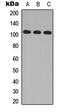 Mitogen-Activated Protein Kinase Kinase Kinase 10 antibody, abx121520, Abbexa, Western Blot image 