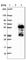 ETS Transcription Factor ELK4 antibody, HPA028863, Atlas Antibodies, Western Blot image 