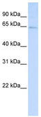 Leucine Rich Repeat And Fibronectin Type III Domain Containing 3 antibody, TA338657, Origene, Western Blot image 